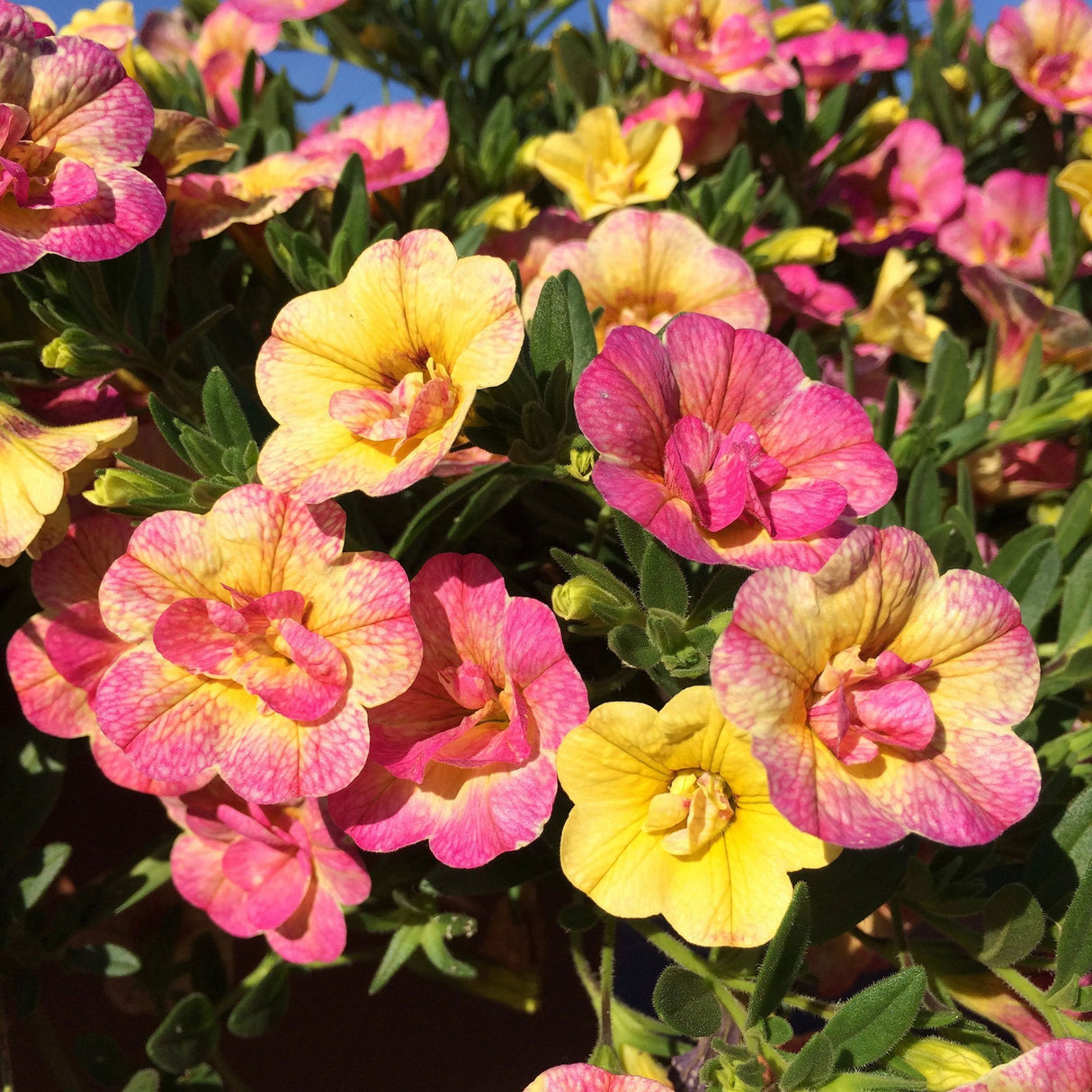 Calibrachoa (Petunie) Chameleon® Double Pink Yellow
