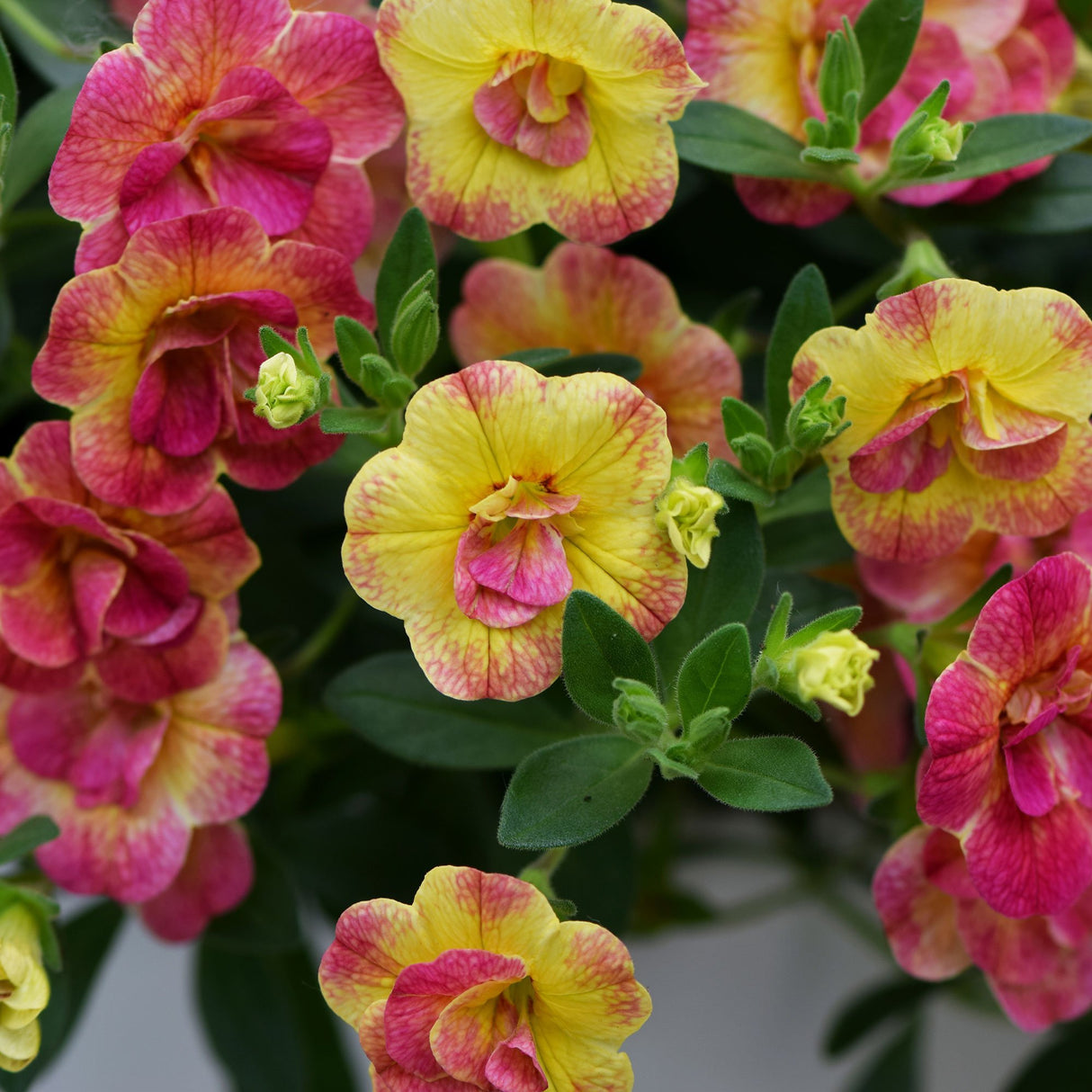 Calibrachoa (Petunie) Chameleon® Double Pink Yellow