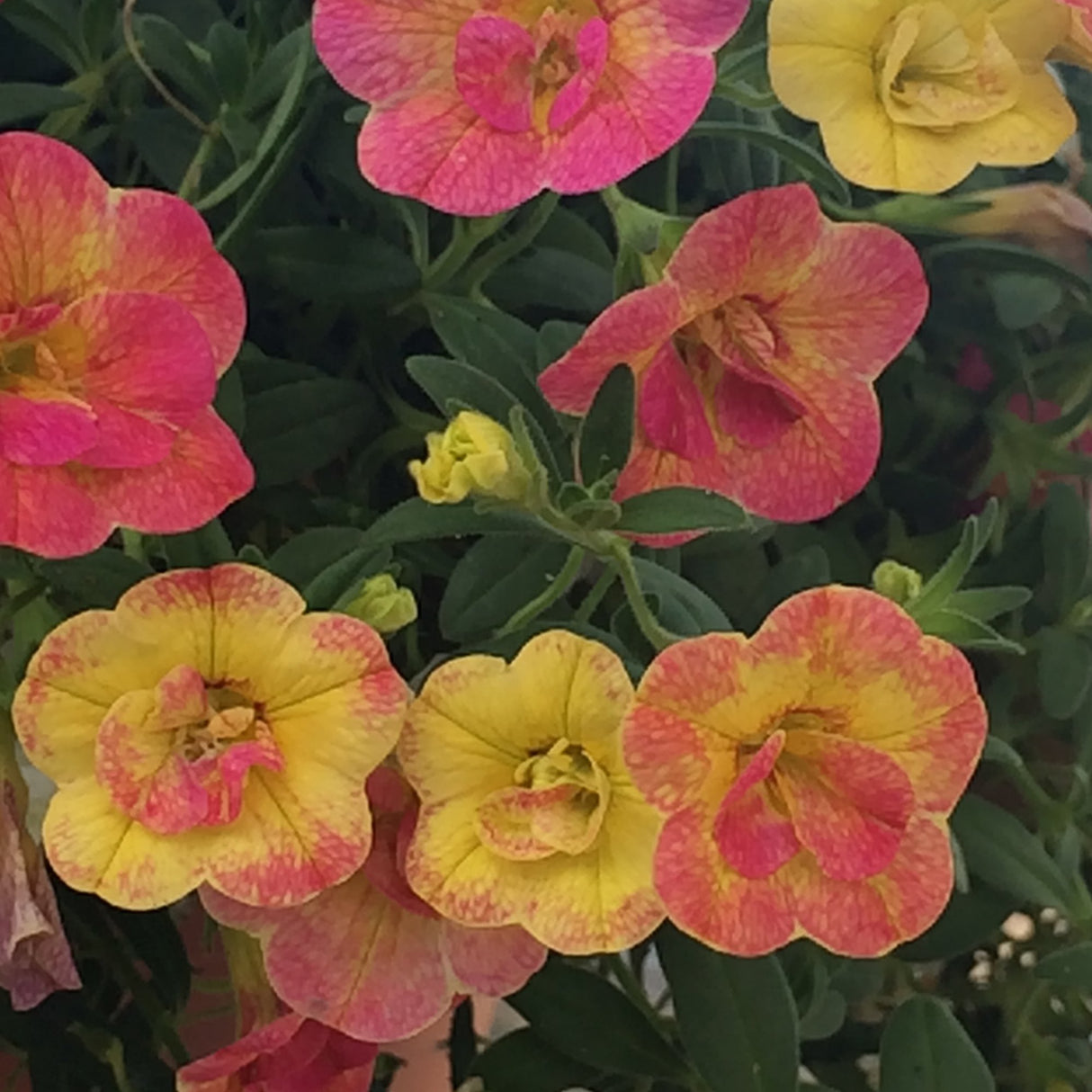 Calibrachoa (Petunie) Chameleon® Double Pink Yellow
