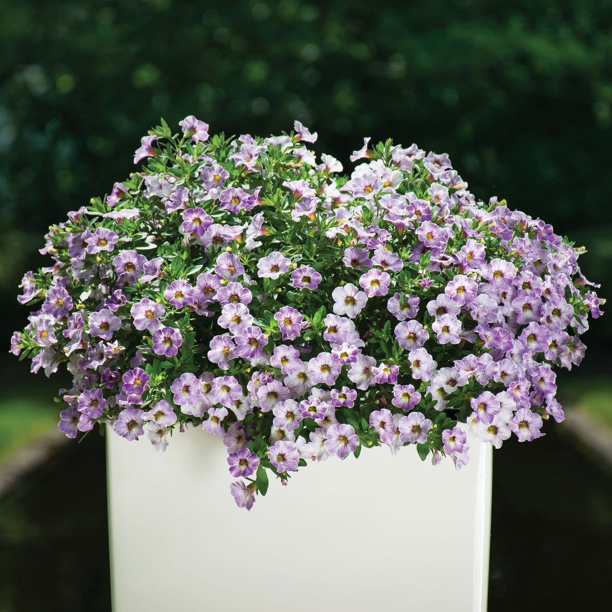 Calibrachoa (Petunie) Chameleon® Lavender Sorbet