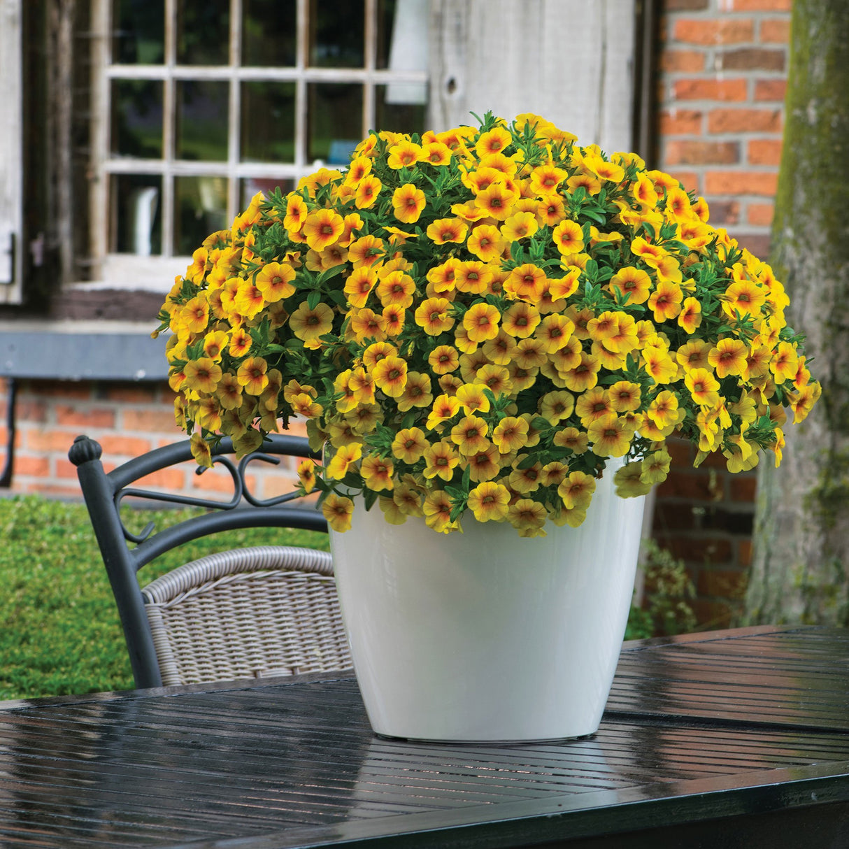 Calibrachoa (Petunie) Mango