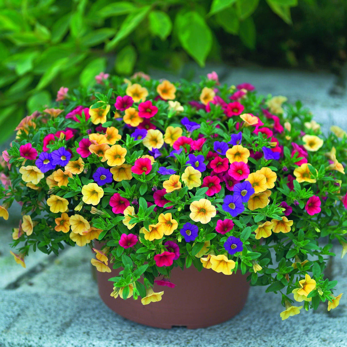 Calibrachoa (Petunie) Mix Karneval - Spring