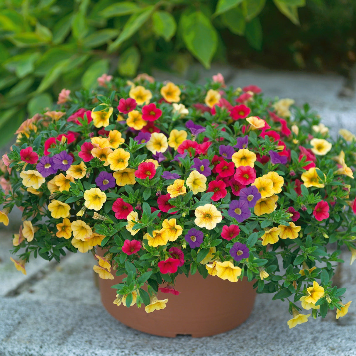 Calibrachoa (Petunie) Mix Karneval - Spring