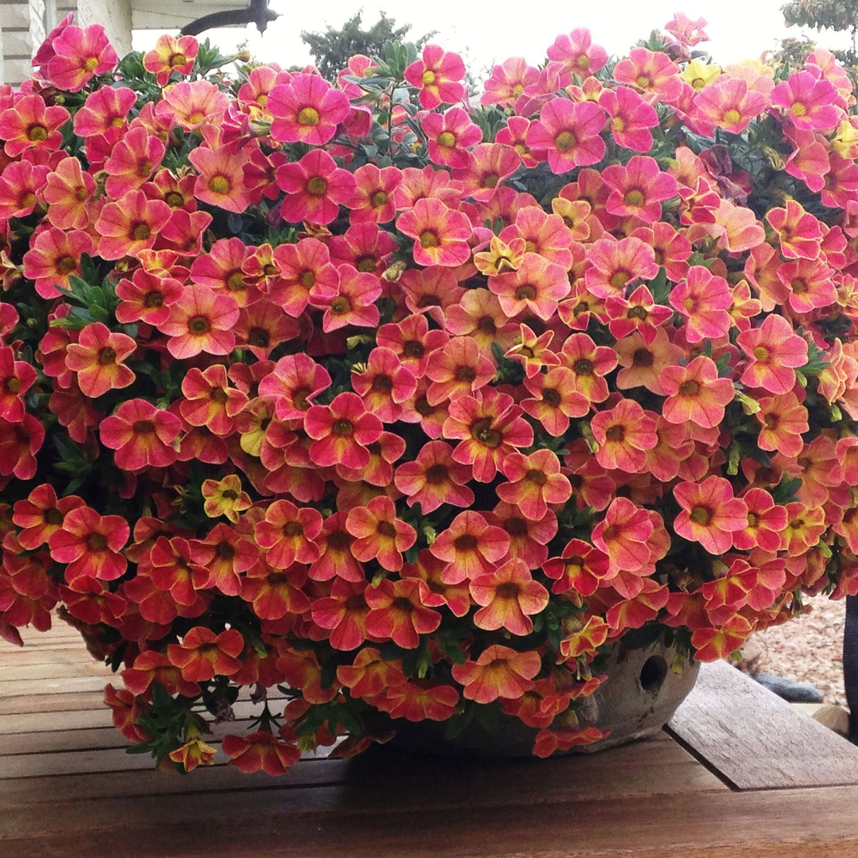 Calibrachoa (Petunie) Chameleon® Sunshine Berry