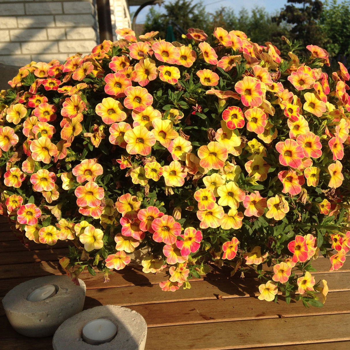 Calibrachoa (Petunie) Chameleon® Sunshine Berry