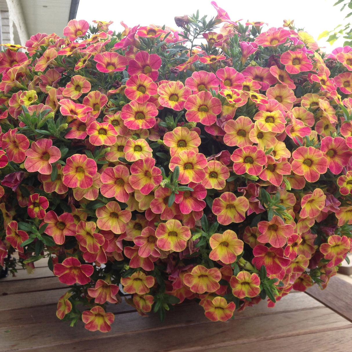 Calibrachoa (Petunie) Chameleon® Sunshine Berry