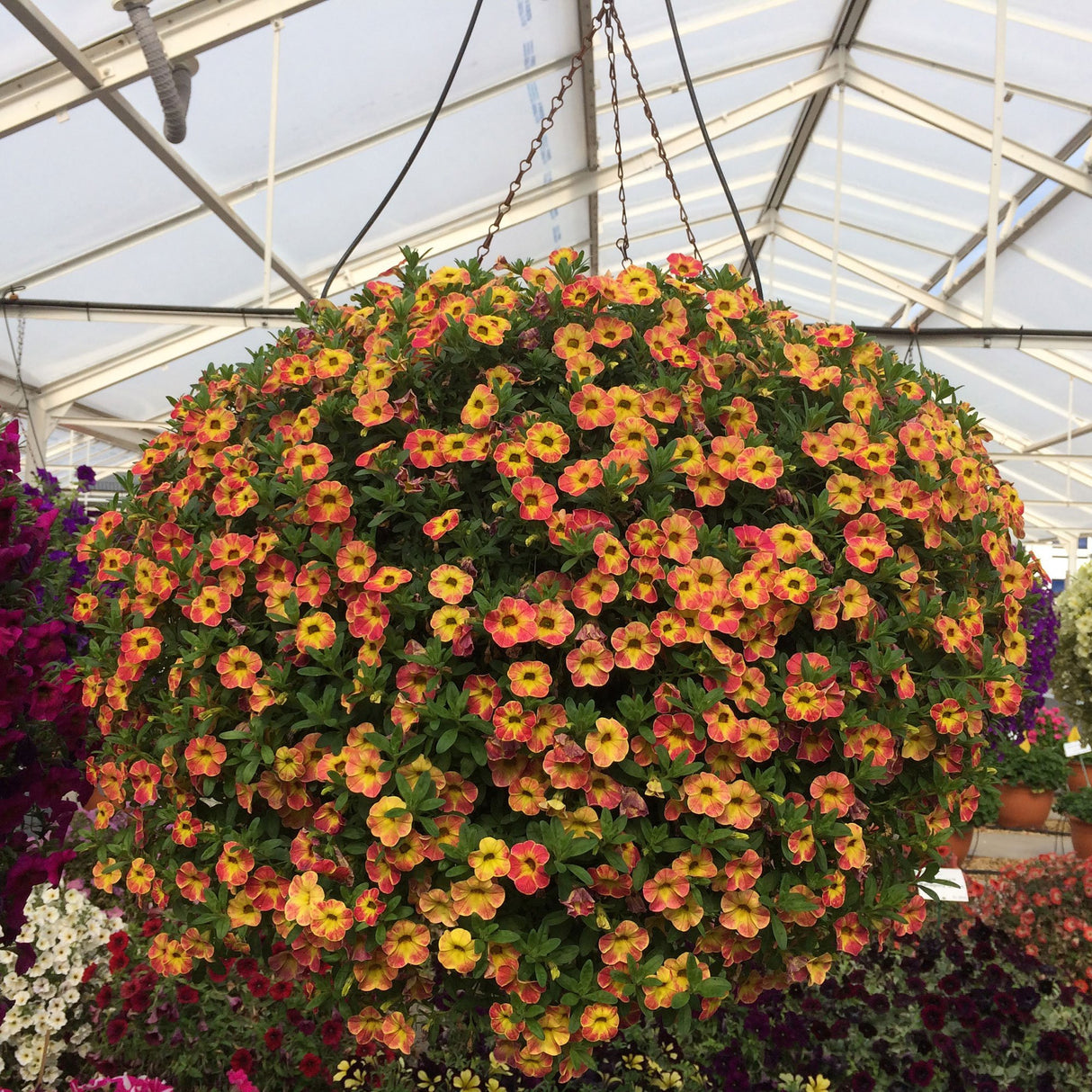 Calibrachoa (Petunie) Chameleon® Sunshine Berry