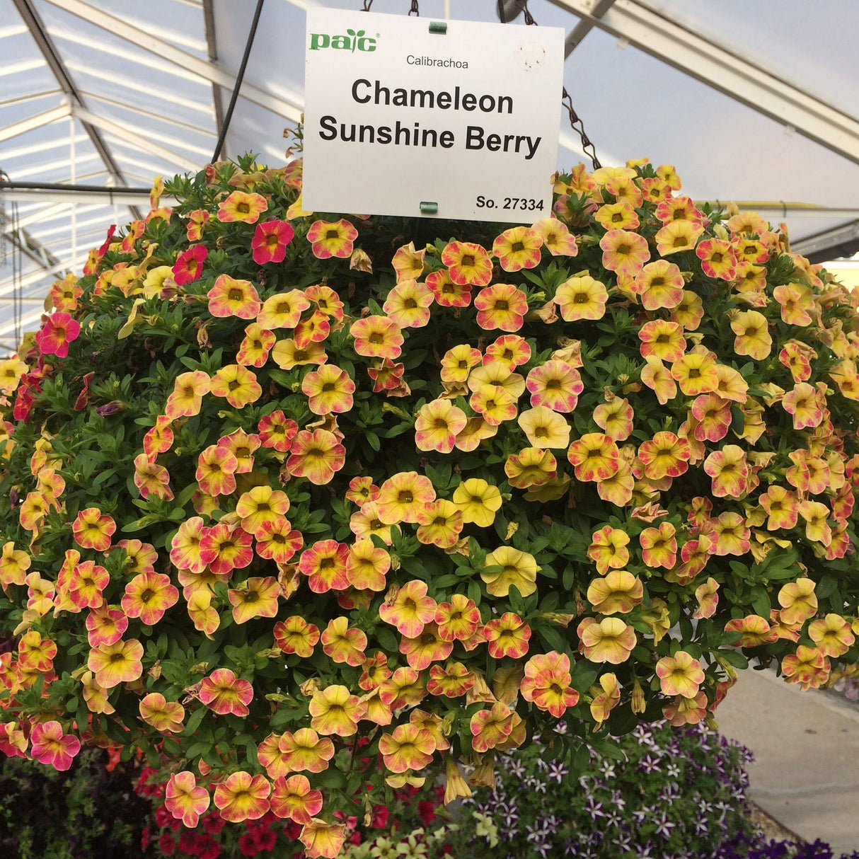 Calibrachoa (Petunie) Chameleon® Sunshine Berry