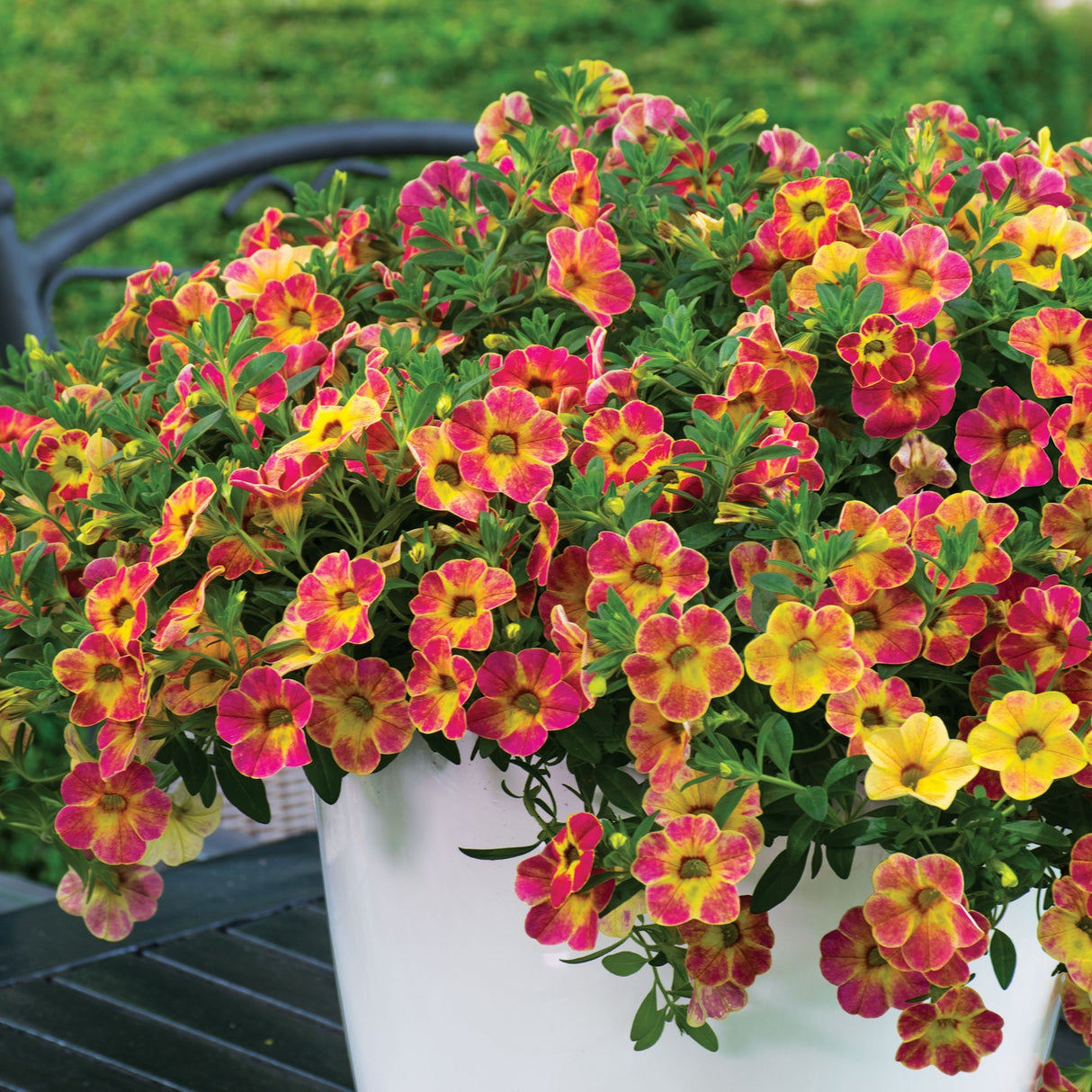 Calibrachoa (Petunie) Chameleon® Sunshine Berry