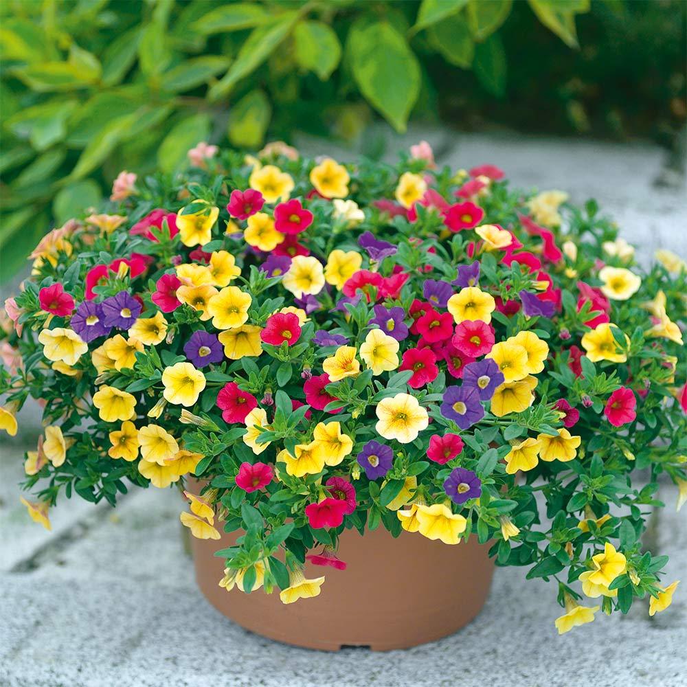 Calibrachoa (Petunie) Triobells, cu flori galbene, rosu si mov