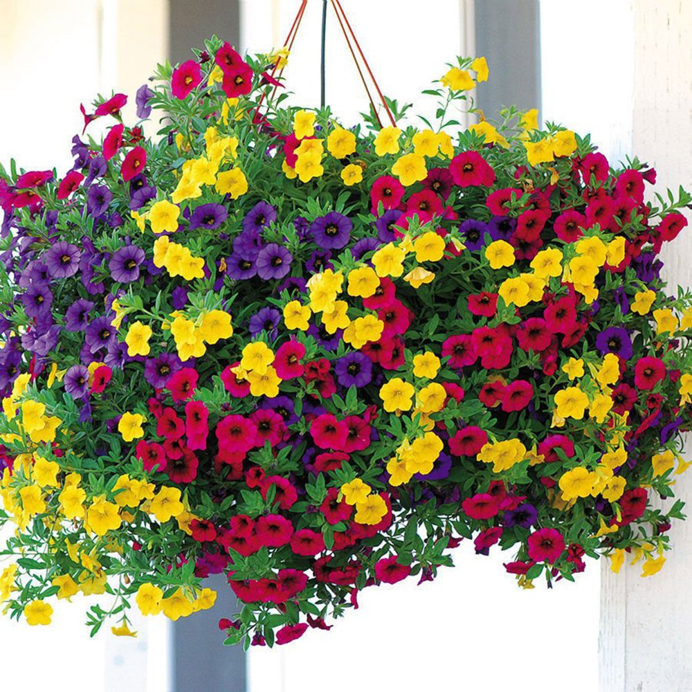 Calibrachoa (Petunie) Triobells, cu flori galbene, rosu si mov