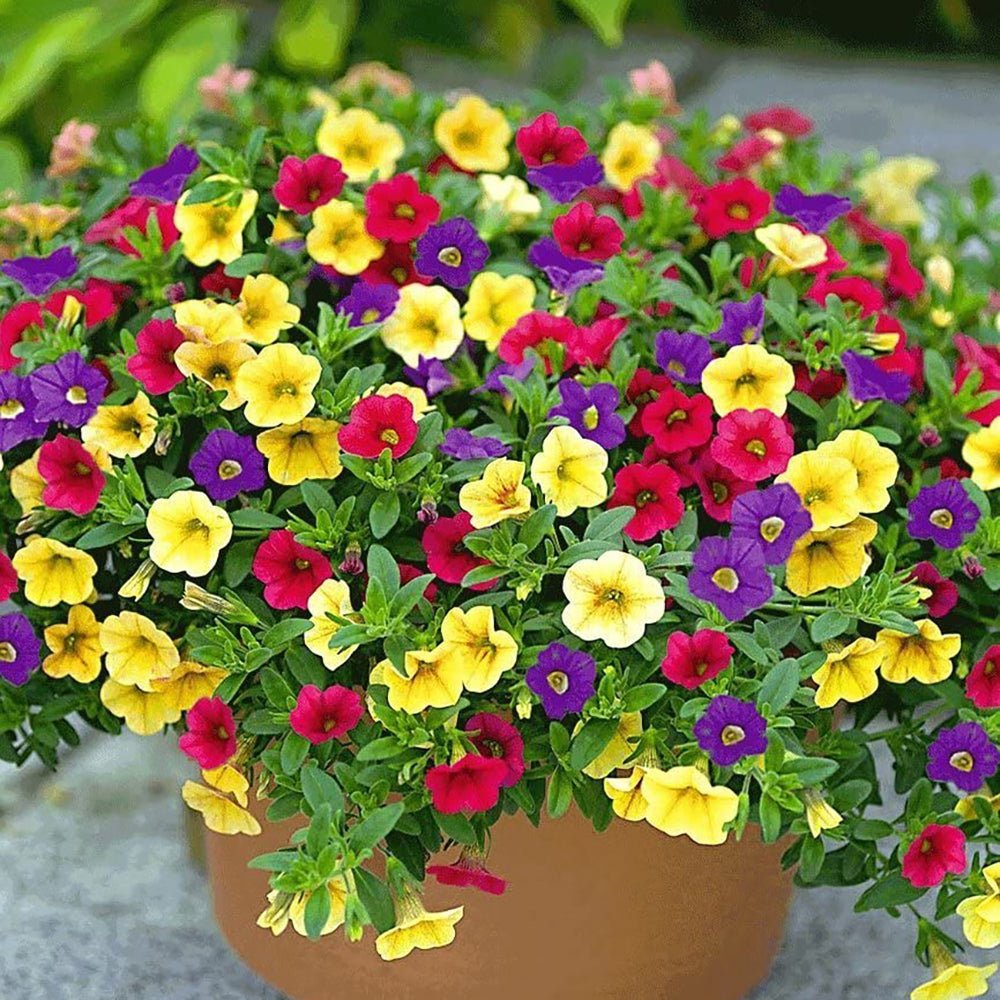 Calibrachoa (Petunie) Triobells, cu flori galbene, rosu si mov