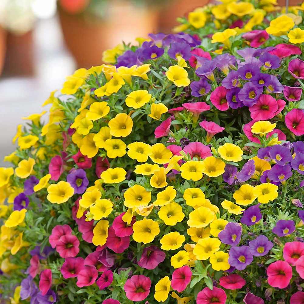 Calibrachoa (Petunie) Triobells, cu flori galbene, rosu si mov