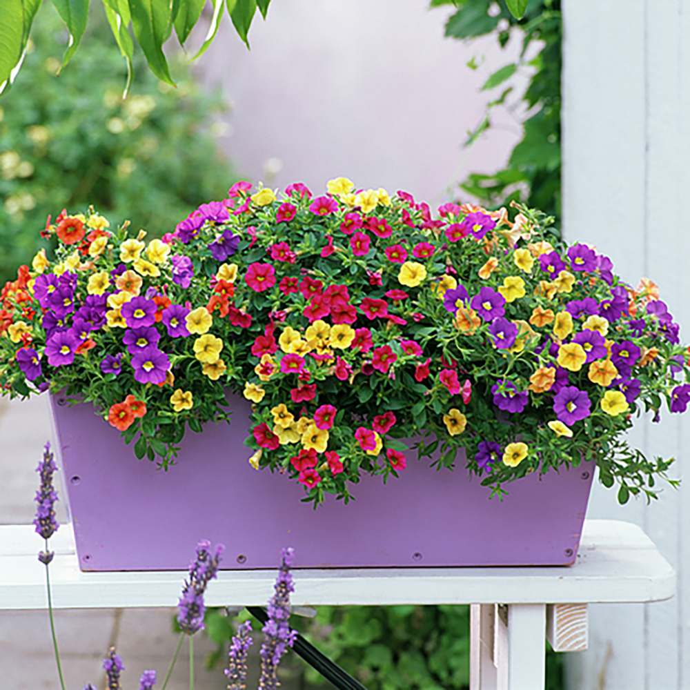 Calibrachoa (Petunie) Triobells, cu flori galbene, rosu si mov