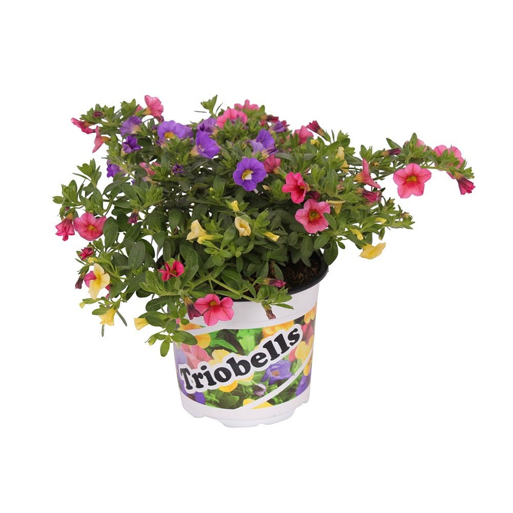 Calibrachoa (Petunie) Triobells, cu flori galbene, rosu si mov - VERDENA-20-25 cm inaltime, livrat in ghiveci de 1.3 l