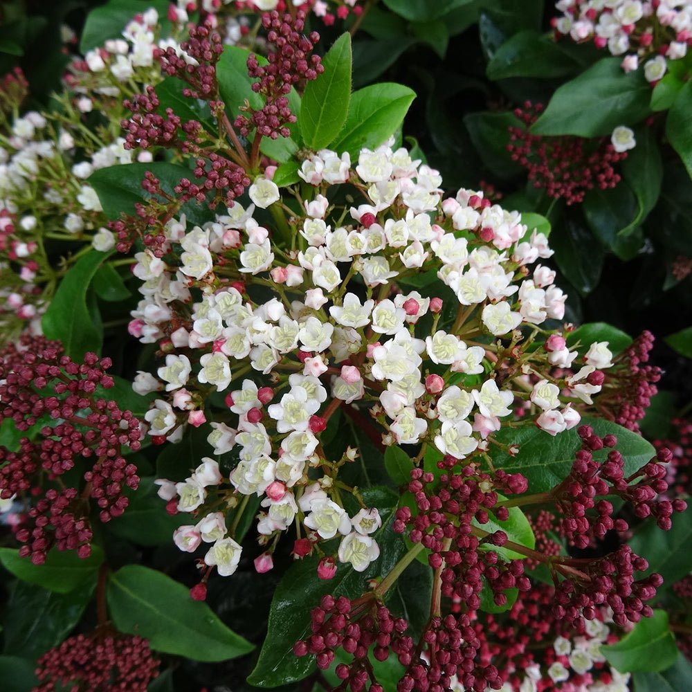 Bulgare de Zapada Eskimo (Calinul) - cu flori albe sferice