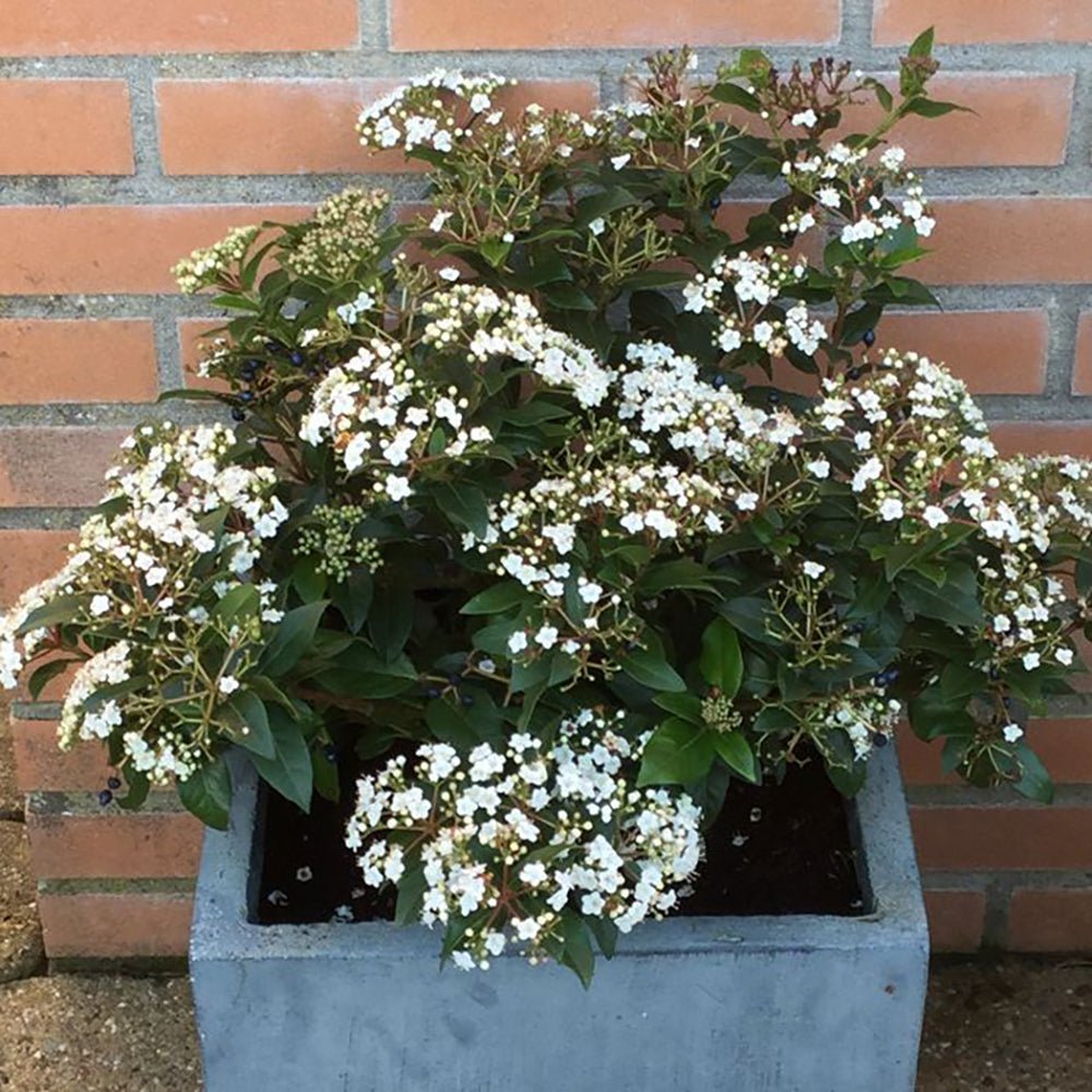 Bulgare de Zapada Eskimo (Calinul) - cu flori albe sferice