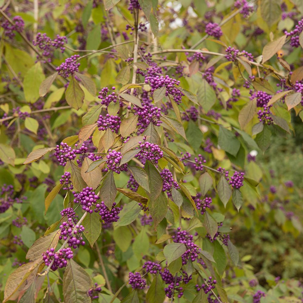 Callicarpa Bodinieri Profusion