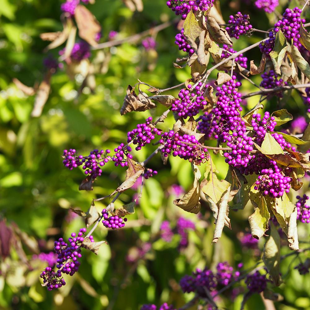 Callicarpa Bodinieri Profusion