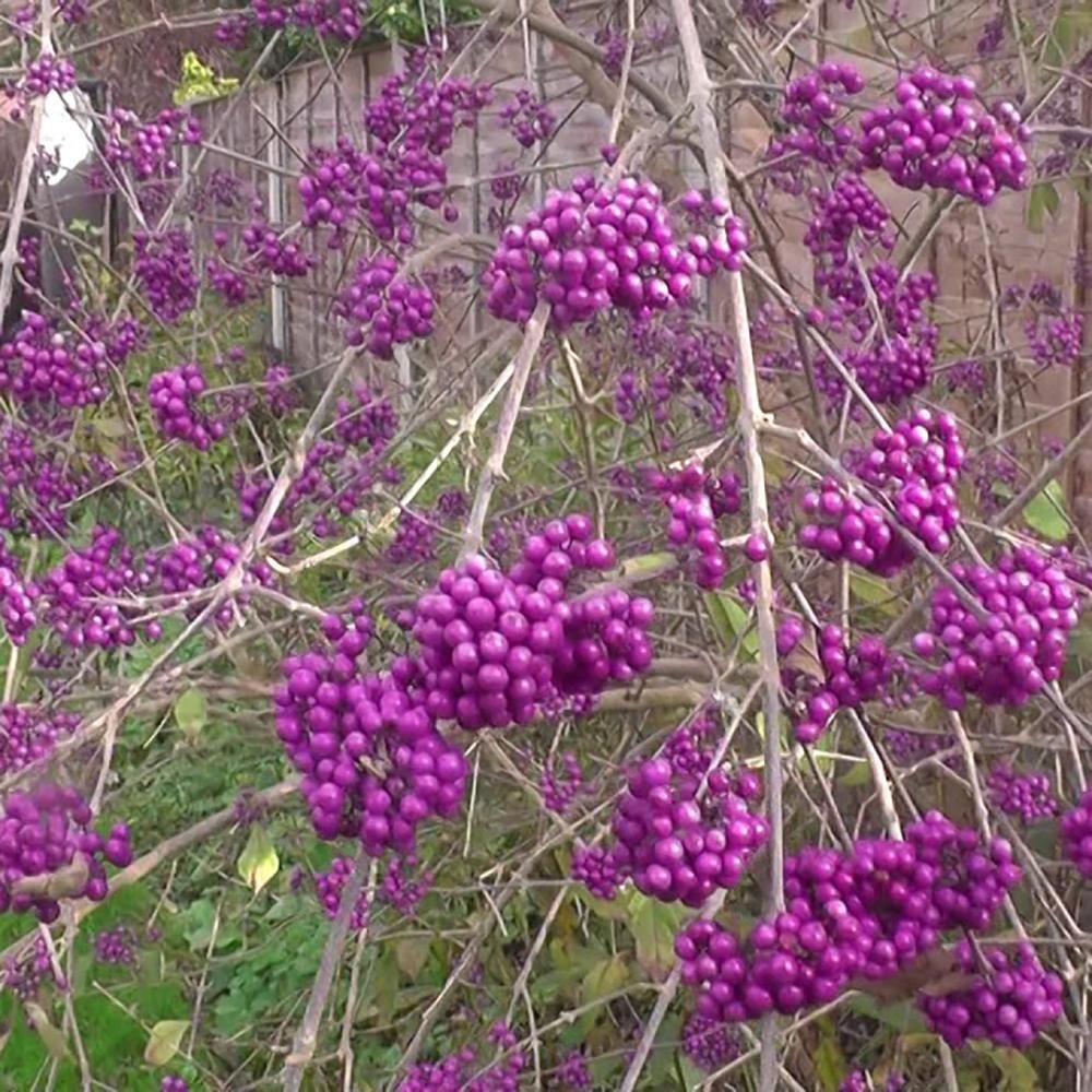 Callicarpa Bodinieri Profusion