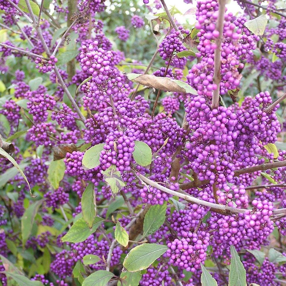 Callicarpa Bodinieri Profusion