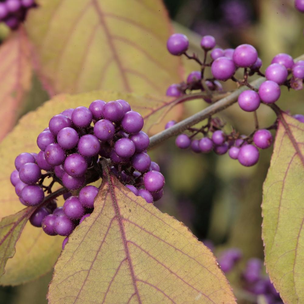 Callicarpa Bodinieri Profusion