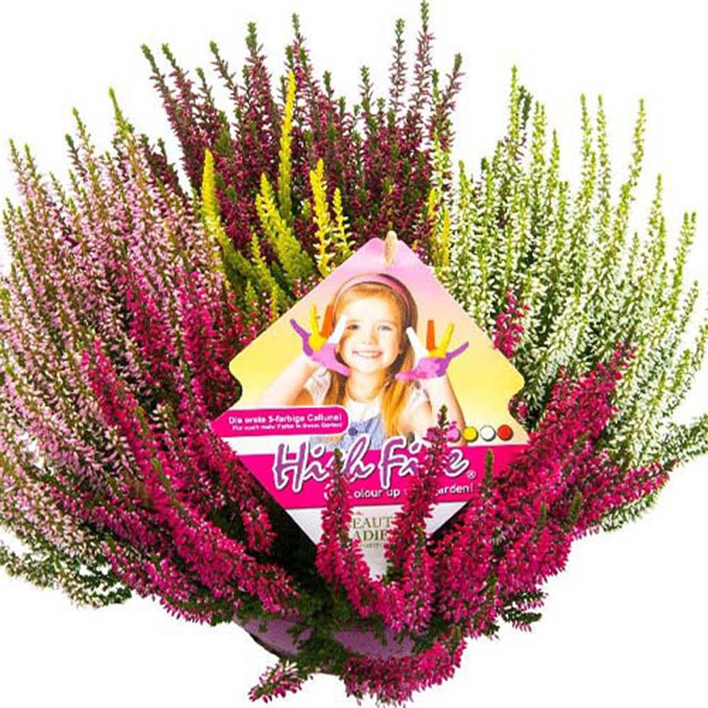 Calluna (Iarba Neagra) Mix de Culori