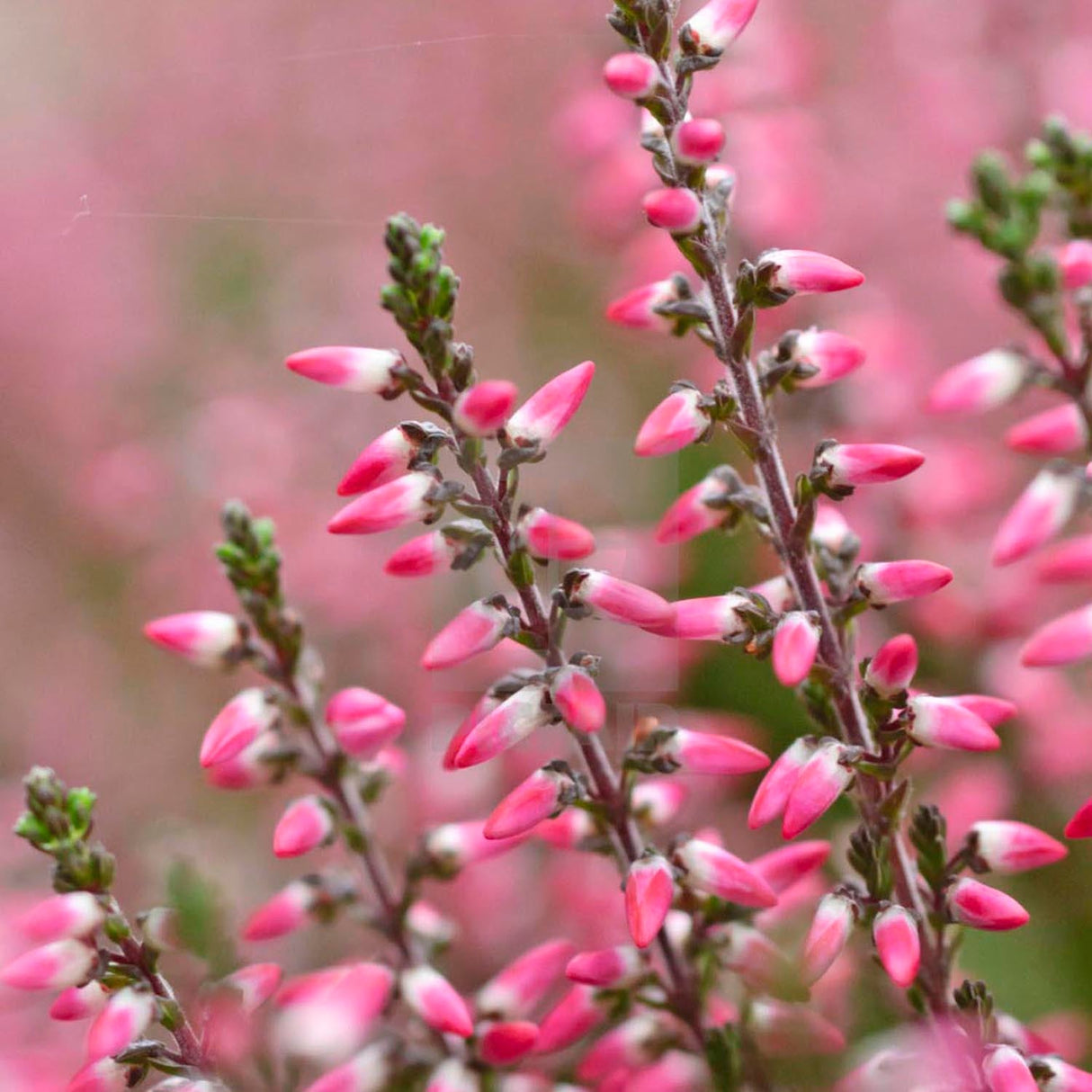 Calluna roz (Iarba Neagra) Athene