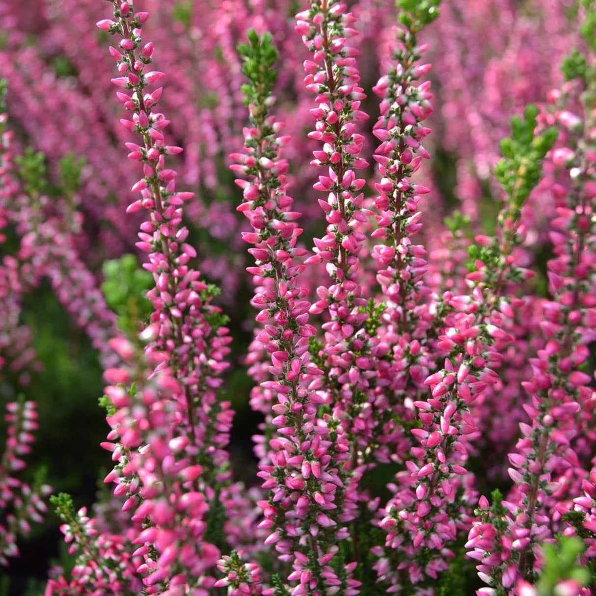 Calluna roz (Iarba Neagra) Athene