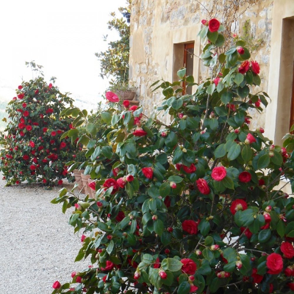 Trandafir Japonez Rosu Camellia Blood Of China, cu flori rosii