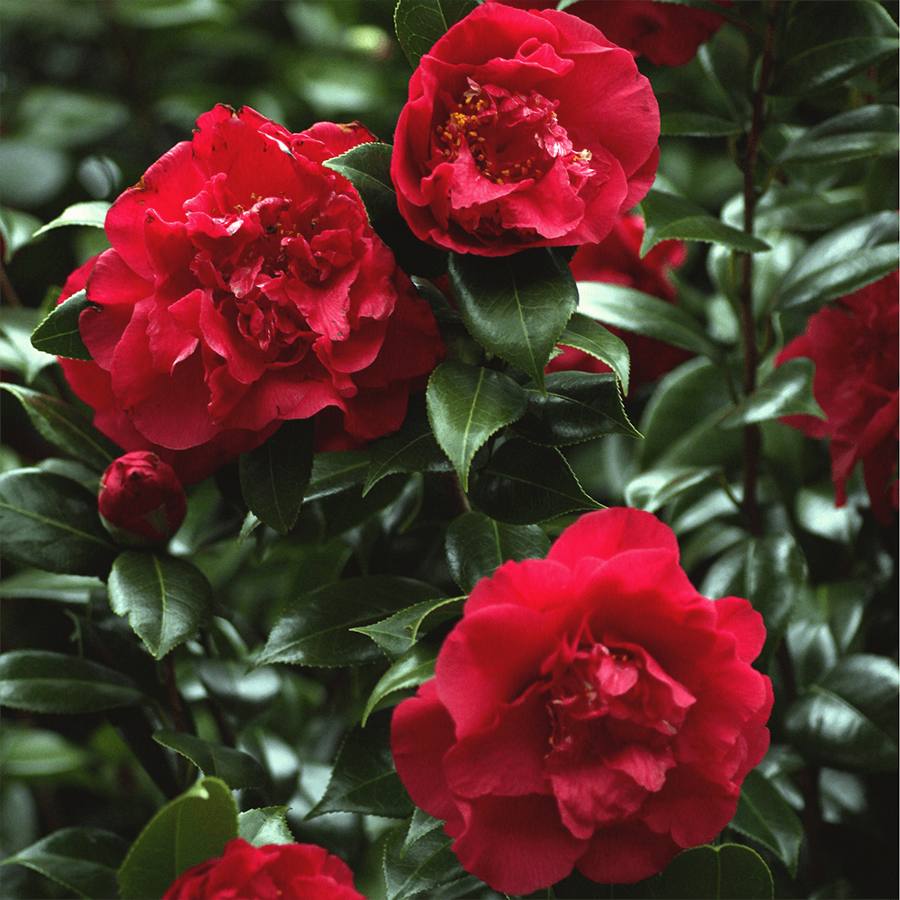 Trandafir Japonez Rosu Camellia Blood Of China, cu flori rosii