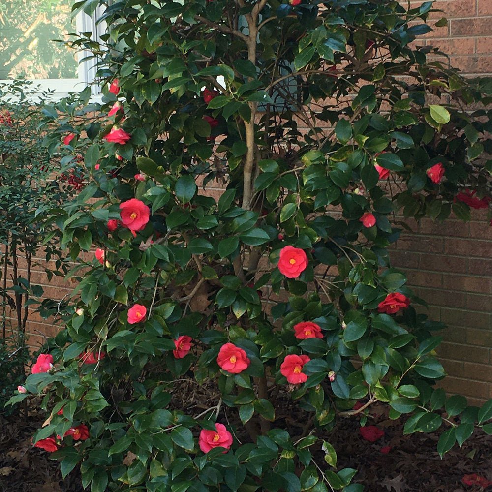 Trandafir Japonez Rosu Camellia Blood Of China, cu flori rosii