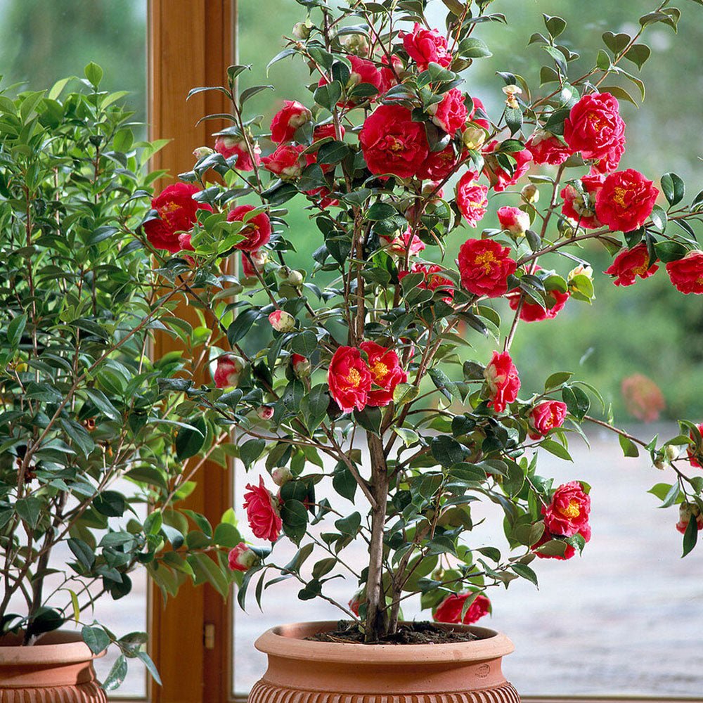 Trandafir Japonez Rosu Camellia Blood Of China, cu flori rosii
