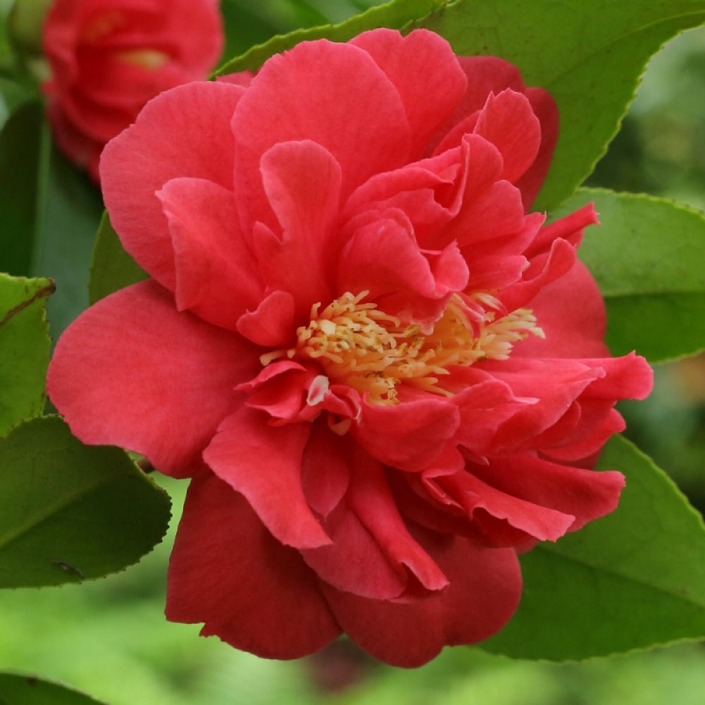 Trandafir Japonez Rosu Camellia Blood Of China, cu flori rosii
