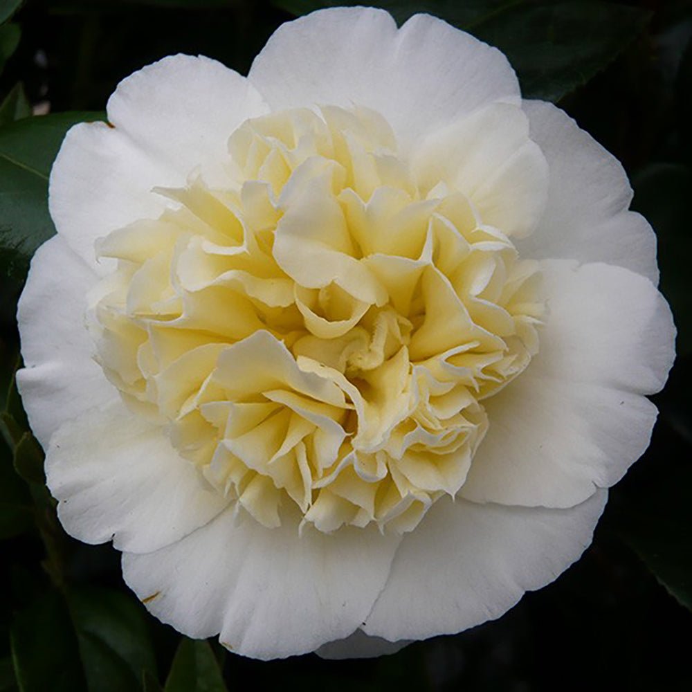 Trandafir Japonez Camellia Brushfields Yellow, cu flori galbene duble