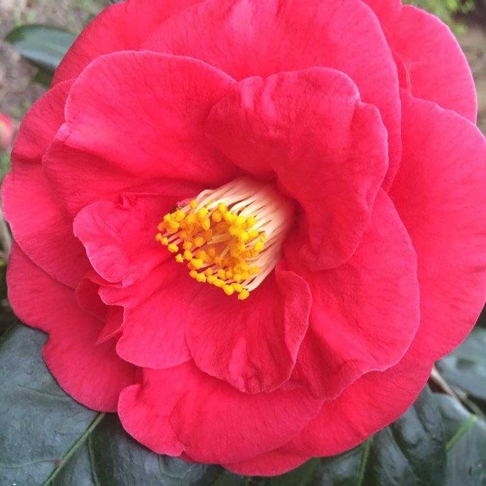 Trandafir Japonez Camellia Doctor King, cu flori rosii