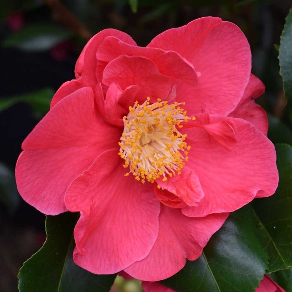 Trandafir Japonez Camellia Doctor King, cu flori rosii