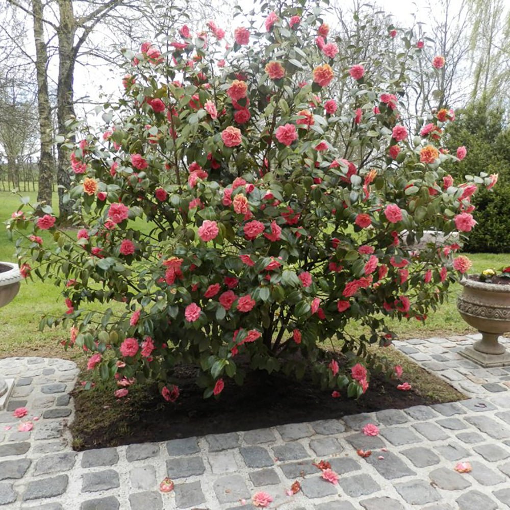 Trandafir Japonez Camellia Doctor King, cu flori rosii