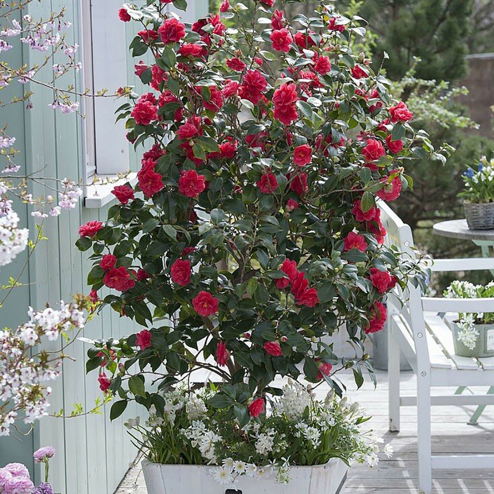 Trandafir Japonez Camellia Doctor King, cu flori rosii
