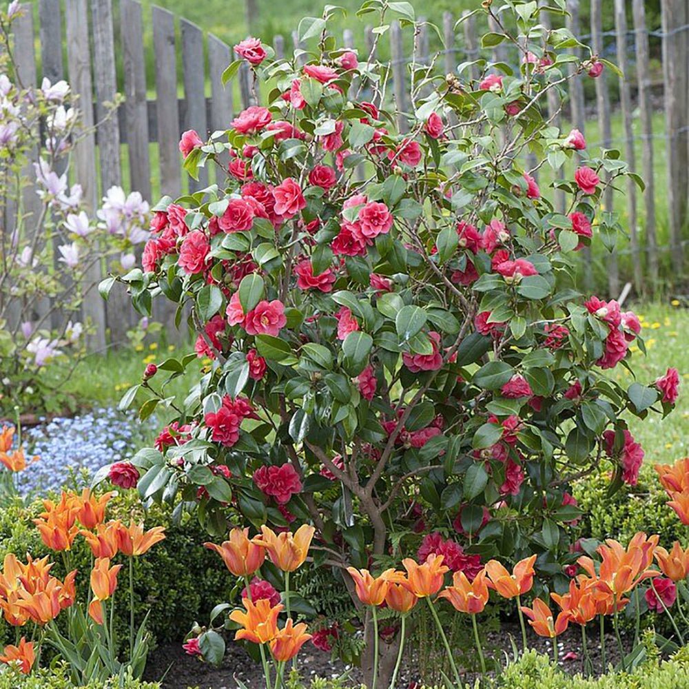 Trandafir Japonez Camellia Doctor King, cu flori rosii