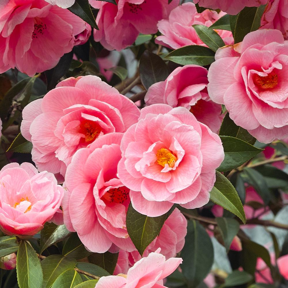 Trandafir Japonez Camellia Japonica Pink, cu flori roz deschis