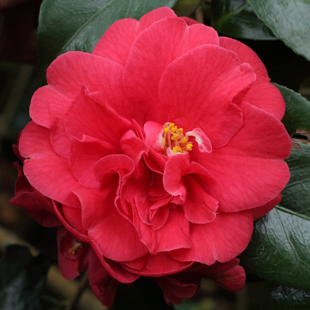 Trandafir Japonez Camellia Lady Campbell, cu flori rosii-pal