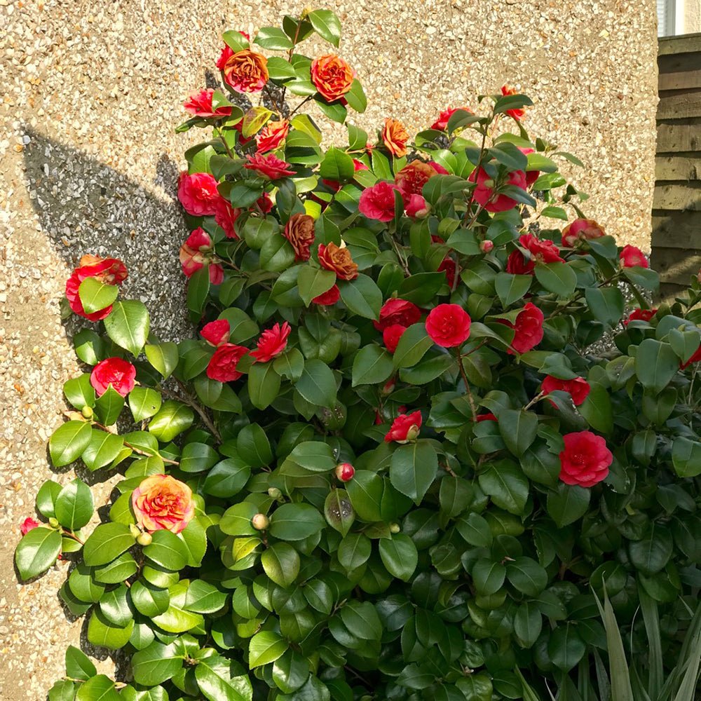 Trandafir Japonez Camellia Lady Campbell, cu flori rosii-pal