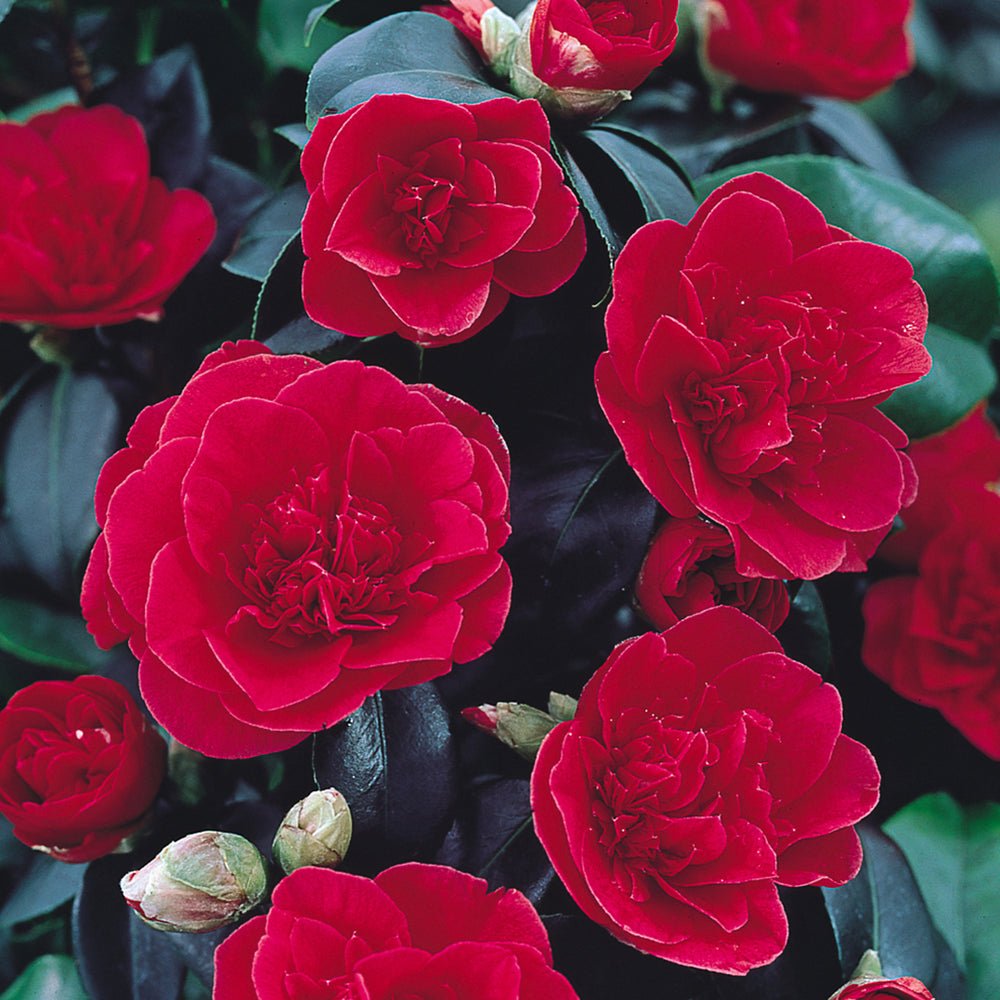 Trandafir Japonez Camellia Lady Campbell, cu flori rosii-pal