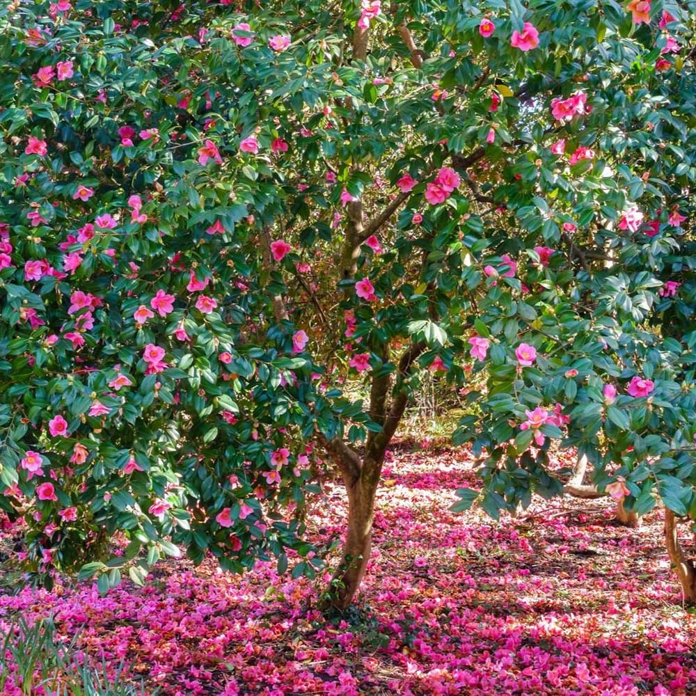 Trandafir Japonez Camellia Mary Williams, cu flori rosii-pal