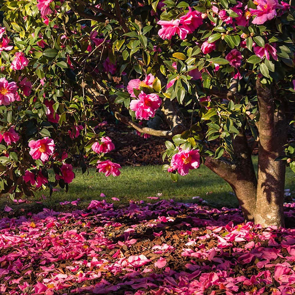 Trandafir Japonez Camellia Mary Williams, cu flori rosii-pal