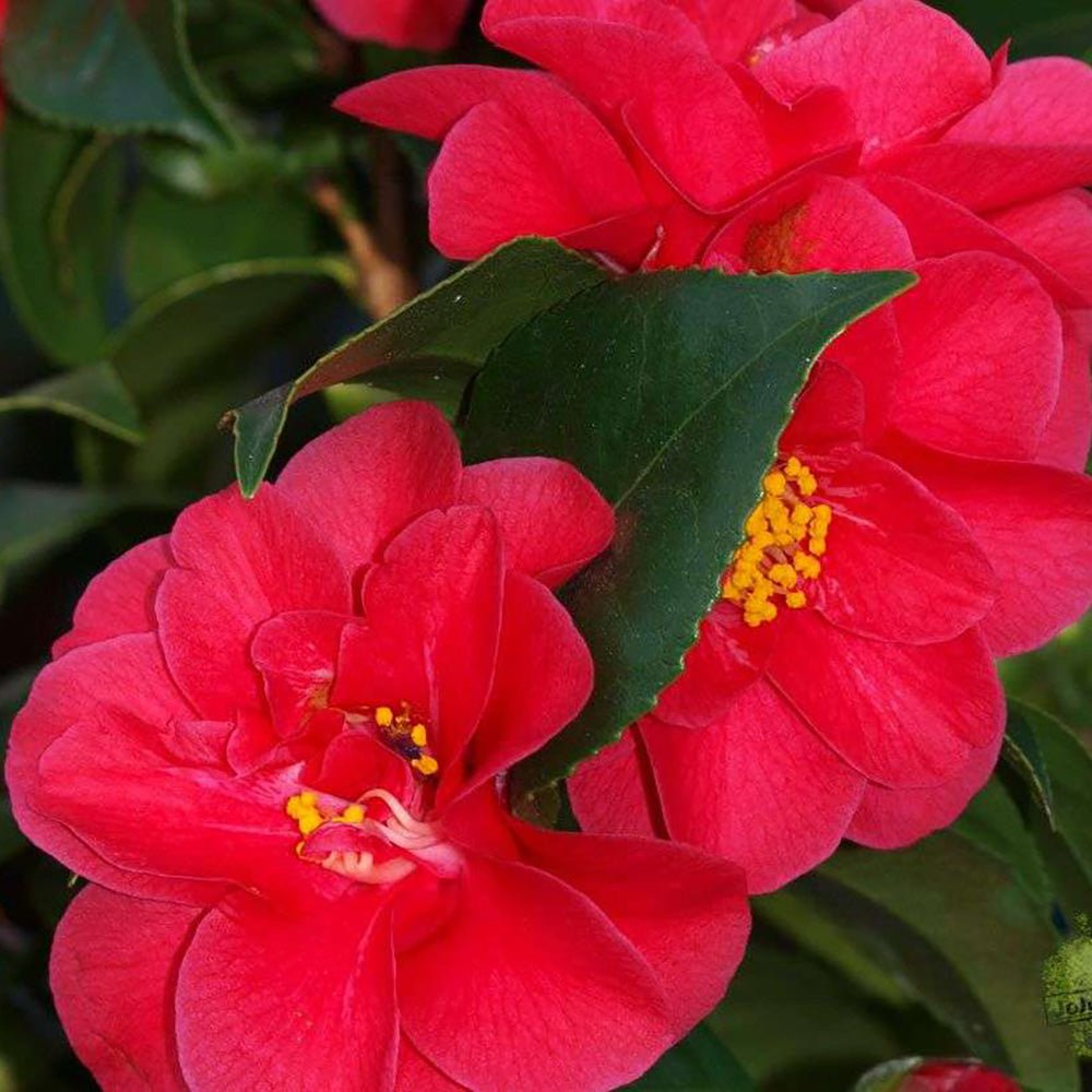 Trandafir Japonez Camellia Mary Williams, cu flori rosii-pal