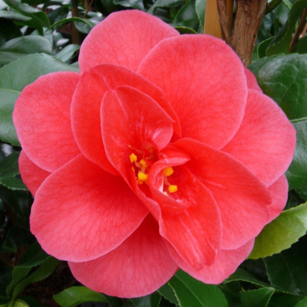 Trandafir Japonez Camellia Mary Williams, cu flori rosii-pal