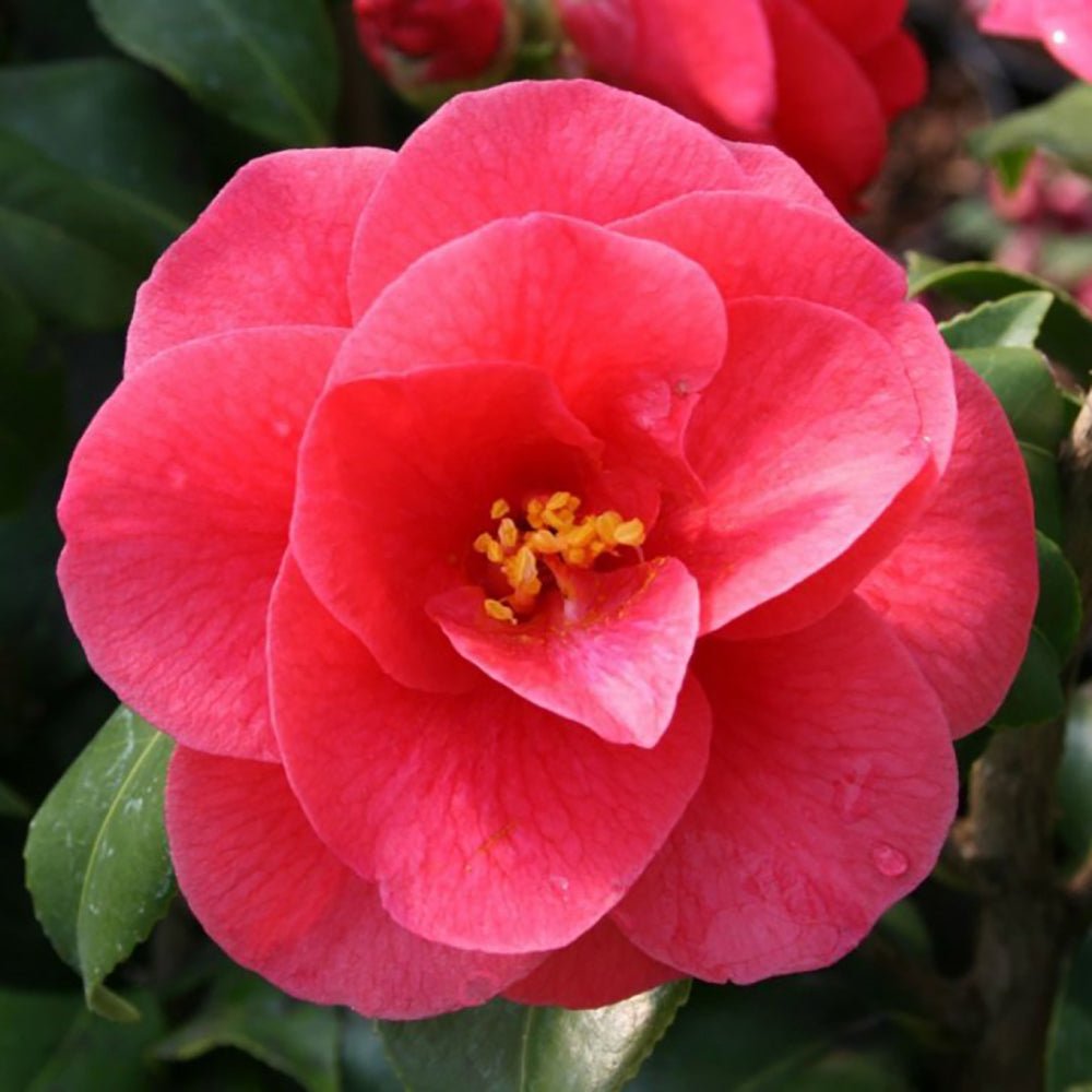 Camellia Mary Williams - VERDENA-40-50 cm inaltime livrat in ghiveci de 3 L