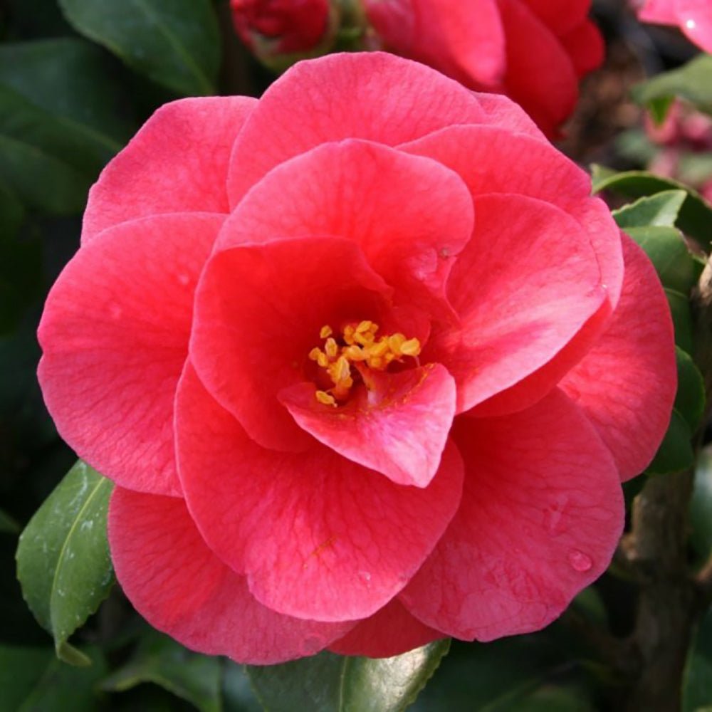 Trandafir Japonez Camellia Mary Williams, cu flori rosii-pal